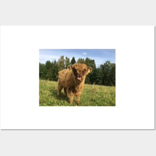 Scottish Highland Cattle Calf 1523 Posters and Art